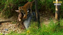 45 RUTHLESS MOMENTS TIGER ATTACKS PREY   Wildlife Documentary