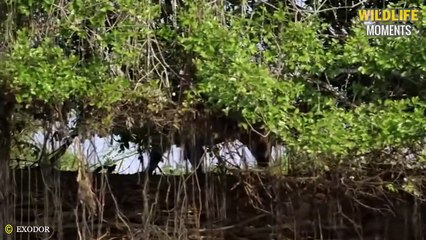 45 Scary Moments of Crocodile, Caiman Injured And What Happens Next @swagwildlifemoments