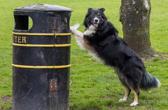 Meet Trinny, the litter-picking dog that tidies up after her walks