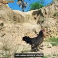 Mother save his babes from monster eagle/animal fights