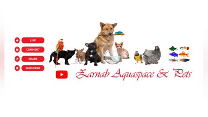 Conure Parrots Information in Urdu