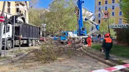 Il video dell'abbattimento dello storico platano di Giannasi, in piazza Buozzi