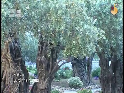 Tras las huellas de Jesús: Con Jesús en el Huerto de los Olivos