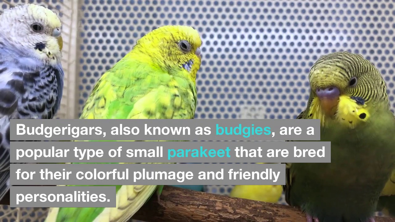 Top 10 Budgerigar Parrots type In Pakistan