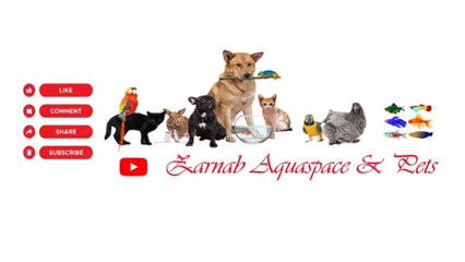 Types Of Macaw Parrot's in Worlds