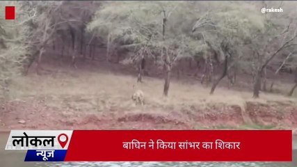 सवाई माधोपुर: बाघिन नूर ने किया सांभर का शिकार, देखे ये आकर्षक नजारा