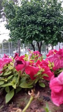 nature status jeena jeena song status birds status nature lover status nature whatsapp status beautiful status cute birds status heart touching status sweet whatsapp status