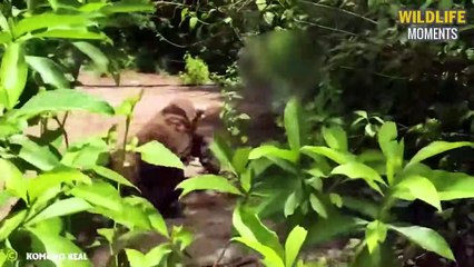 Devoured, Eaten Alive, Trapped & 45 Most Gruesome Dea.ths In Nature