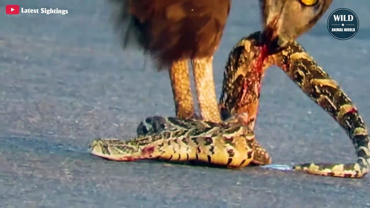 Eagles Hunt Snakes And Eat Snakes Savagely On The Road - Wild Animal Wolrd