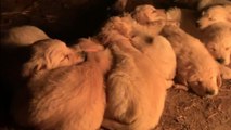 Golden Retriever puppies peacefully sleeping by campfire give serious cuteness goals