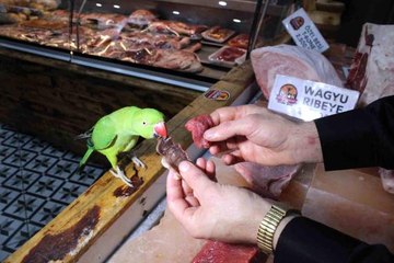 Kasabın papağanı, sadece 'lüks et' yiyor