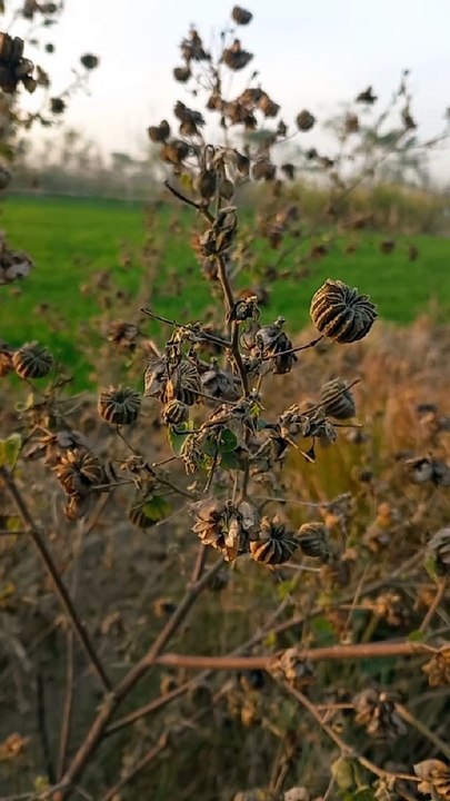 Copyright FREE Flower Footage with Blur Background  yellow flower  jisoo flower