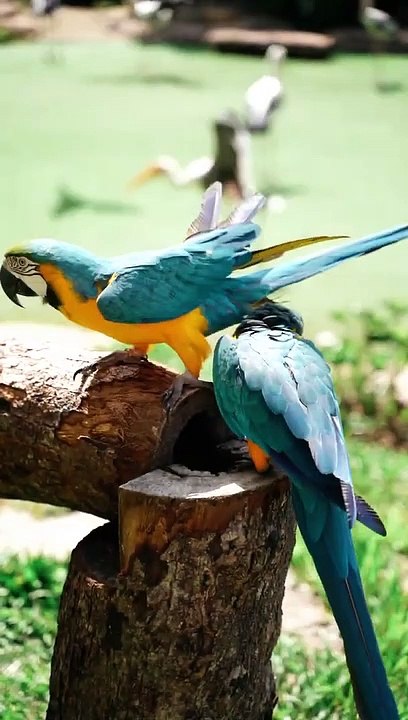 Beautiful Blue and Yellow Macaw _Birds Couple Status Video _Shorts _Short(1080P_HD)