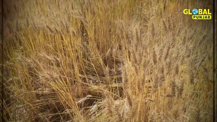 ਸੁਣੋ, ਇਸ ਕਿਸਾਨ ਨੇ ਅਜਿਹਾ ਕੀ ਕੀਤਾ ਜੋ ਮੀਂਹ ਤੇ ਗੜ੍ਹੇਮਾਰੀ ਵੀ ਫ਼ਸਲਾਂ ਦਾ ਕੁਝ ਨਹੀਂ ਵਿਗਾੜ ਪਾਏ| Global Punjab