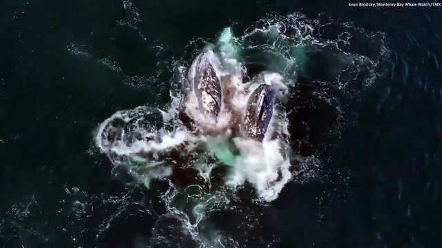 Dozens of killer whales target two adult gray whales in unusual attack