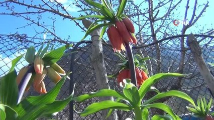 Sadece 20 gün yaşıyor, koparmanın cezası 244 bin lira