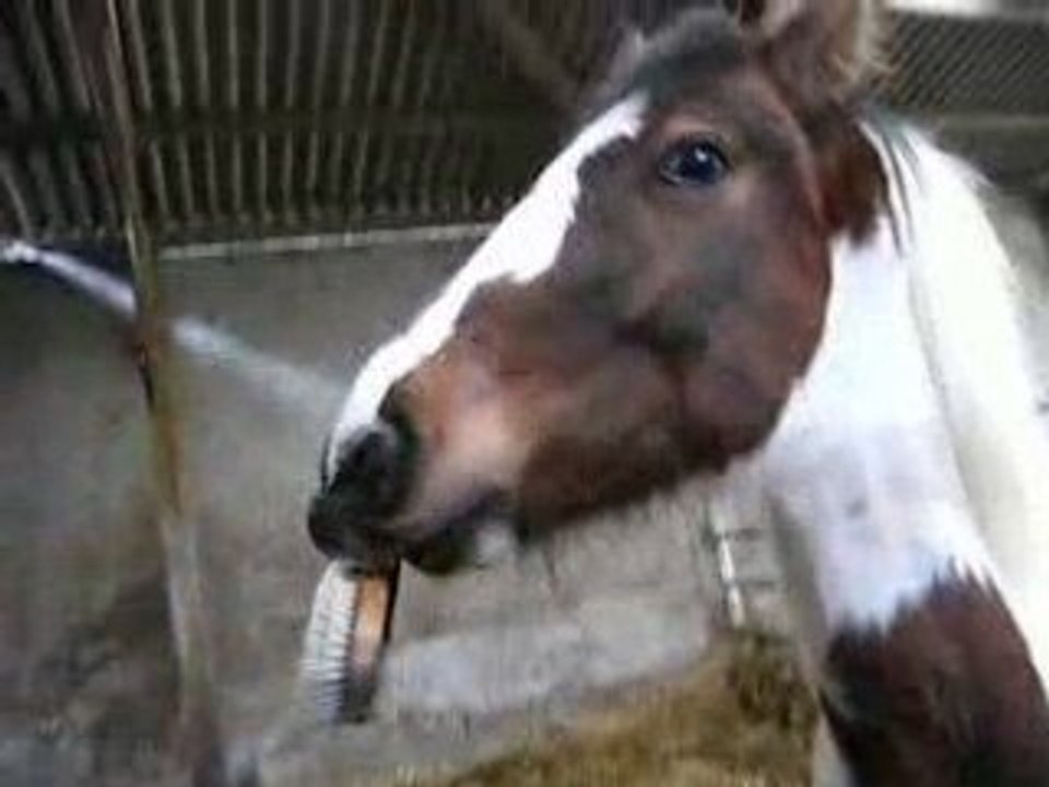 Tropique qui tient une brosse