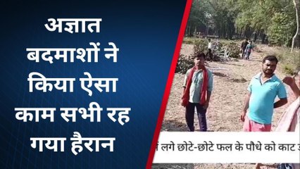पूर्वी चंपारण: किसानों पर बदमाशों का कहर, खेत में लगे पेड़ को काटकर किया नष्ट, देखिए खबर