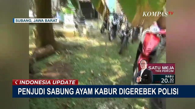 Penjudi Sabung Ayam di Subang Kabur Lari ke Sawah saat Digerebek Polisi