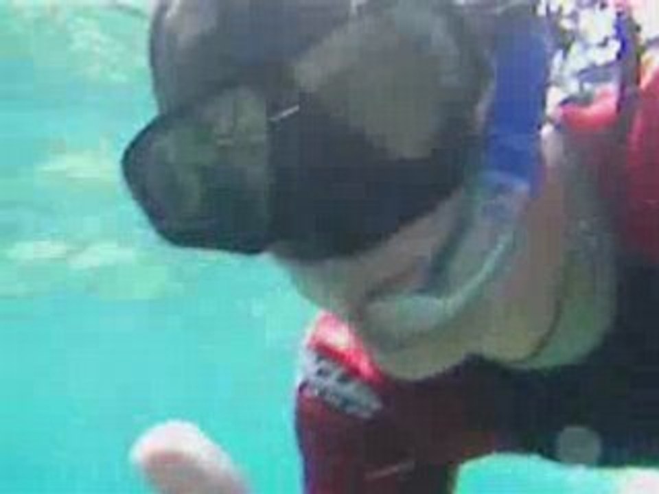 Petite plongée avec les Otaries (Bébert, Wally et Mitch)