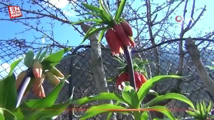 Siirt’te ters laleler açtı