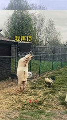 videos 2023,best funny videos 2023,fun  #DILSHAD #shorts #short #youtubeshorts