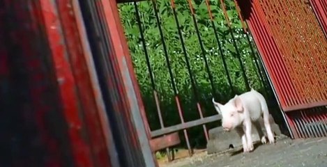 Fetch! with Ruff Ruffman Fetch with Ruff Ruffman S04 E004