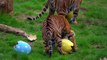Sumatran tigers, meerkats and squirrel monkeys enjoy Easter eggs at London Zoo 4k (c) London Zoo