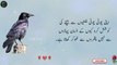Aqwal zareen | inspirational Urdu quotes | Sabaq Amoz aqwal | Emotional islamic video