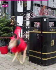 Meet the Cutest Litter Patrol: Watch This Dog Pick Up Trash with Joy!