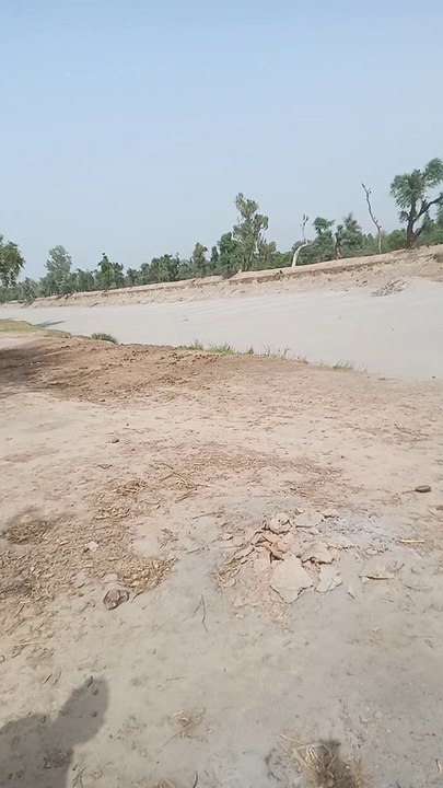 Tree without watering
