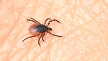 Alarm over tick-borne virus detected in the UK: The initial symptoms you should know about