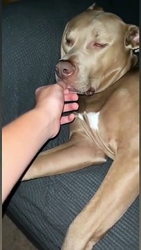 Ce chien qui dort est imperturbable