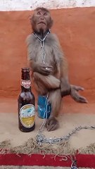 बंदरिया धोखा देगी बंदर को तो उदास हो गया