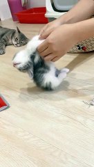 "Purrfectly Adorable: Watch This Cute Cat in Action!"
