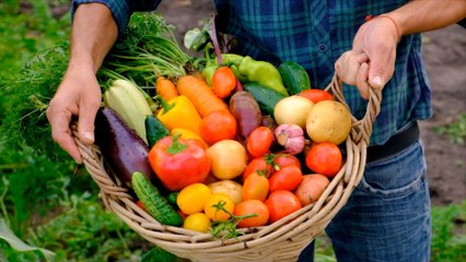 Tips for Starting a Vegetable Garden