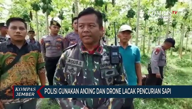 Polisi di Lumajang Gunakan Anjing dan Drone untuk Melacak Pencurian Sapi