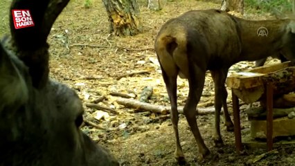 Manisa'daki yaban hayatı foto kapanlarla görüntülendi