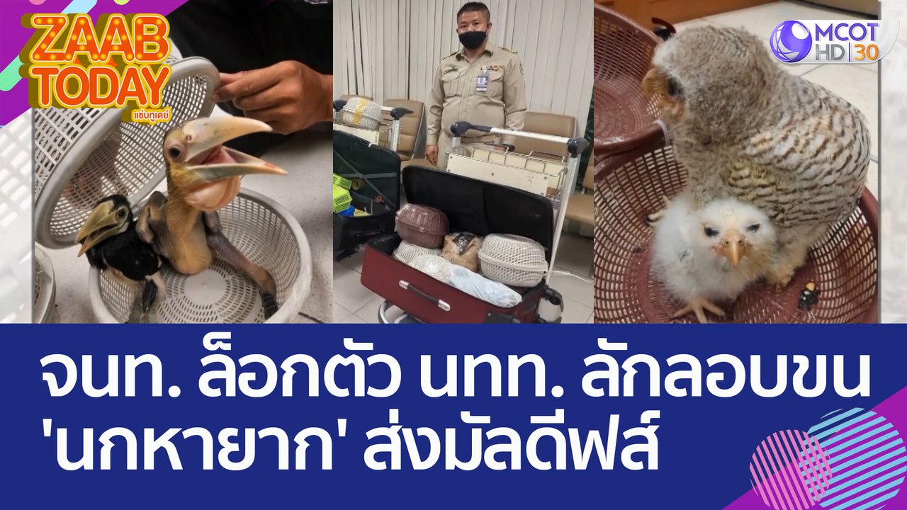 จนท. ล็อกตัว นทท. ลักลอบขน 'นกหายาก' ส่งปลายทาง...
