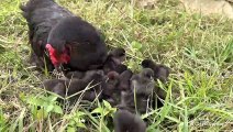 The hen gives the chick to the kitten who is the best at caring for the chick in the world.cute