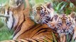 Footage of new Sumatran tiger cubs at Chester Zoo