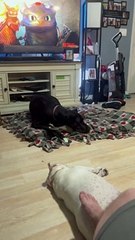 Frenchie's Make The Best Pillows