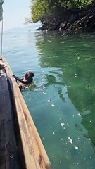 Monkey Dives for Bananas
