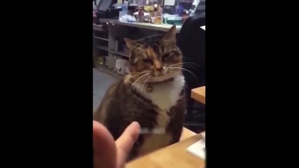 Cutest Cats and Dogs  | New Funny Videos 2023 #1