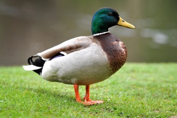WATCH: Beautiful Easter scenary at Sheffield Park and Garden in Sussex