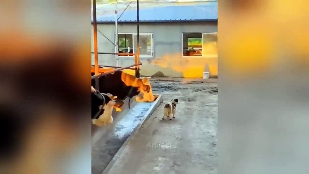Best Funny Dogs And Cats Videos  - Funniest Animals Videos 2023 #14