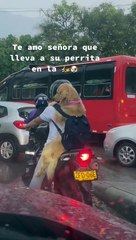 Señora lleva a su perrito como copiloto en su moto