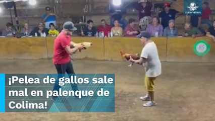 Download Video: Gallo ataca a su propio dueño en pelea