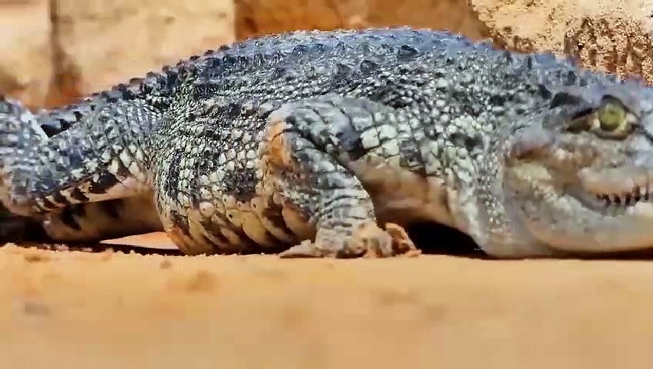 Unbelievable! The King Lion's Moment Of Disgraceful Failure After The Battle With The Giant Lizard