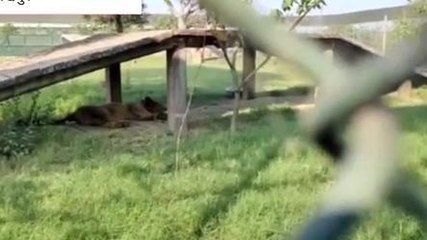 गोरखपुर: चिड़िया घर की शेरनी मरियम हुई बीमार, चिकित्सक ने दी जानकारी